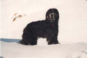 Fanouche in Pose im Schnee