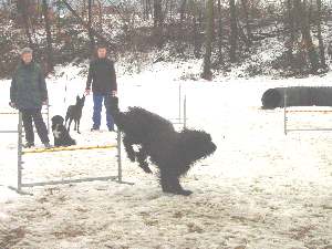 Patchaj Agility im Schnee