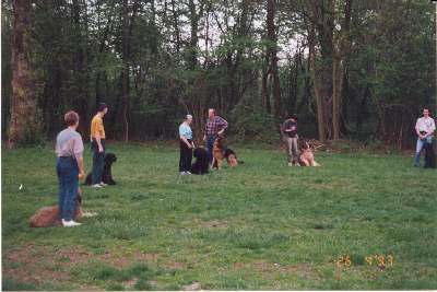 Training in der Gruppe zur Sozialisierung der Hunde