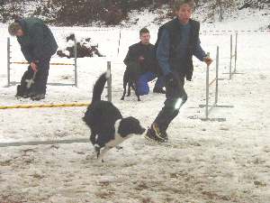 Junge Bordercolliehndin im Aufbautraining