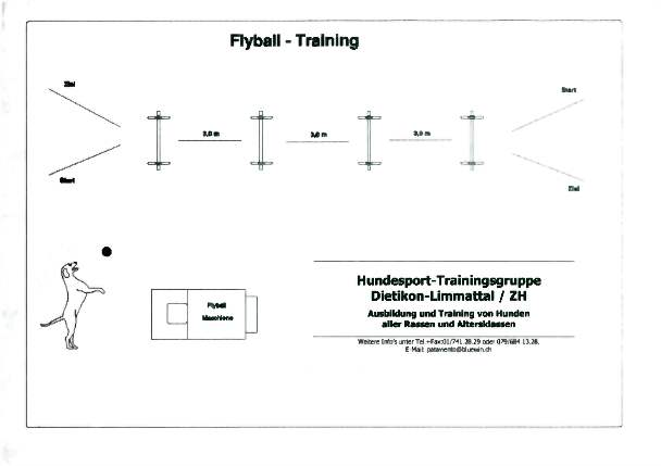 Fly-Ball Aufbautraining