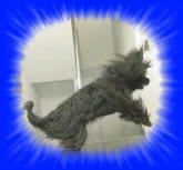 das ist ein echter Pata viento Briard