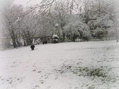 der untere Teil unseres Grundstckes ist eine herrliche Spielwiese fr die Hunde